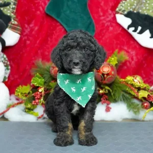 Bernedoodle